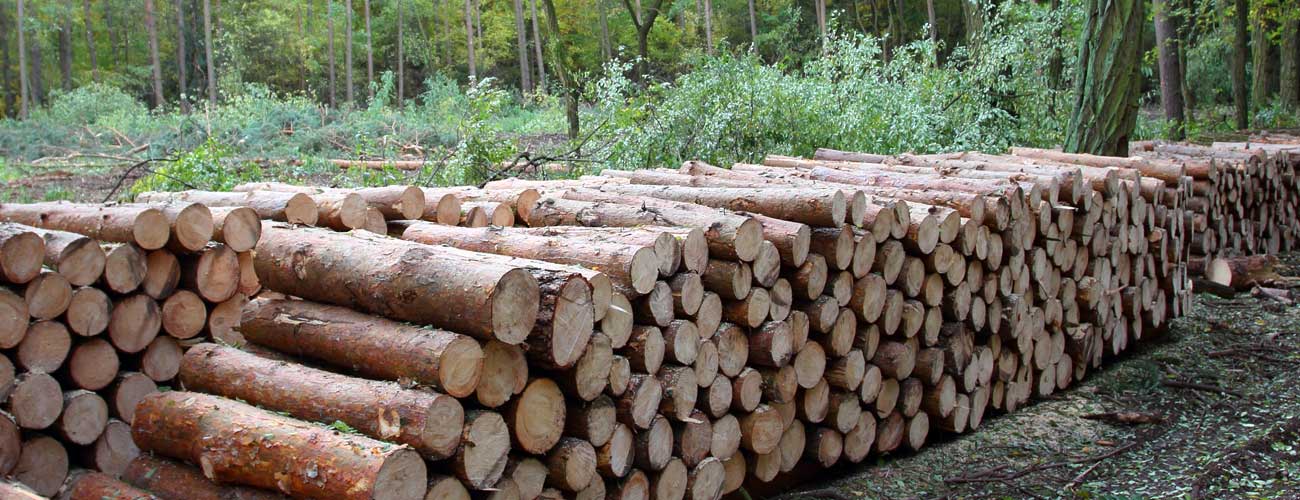sprzedaż drewna