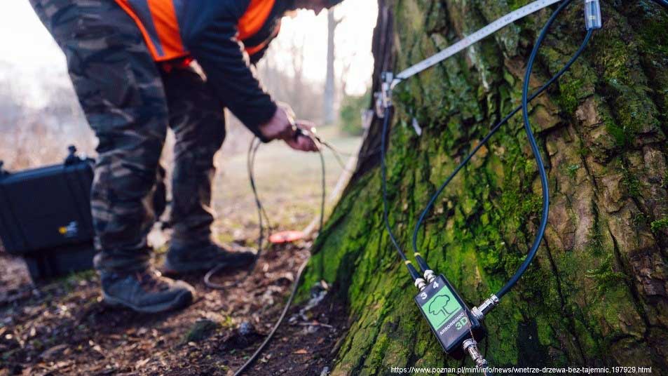 Prace leśne - tomograf